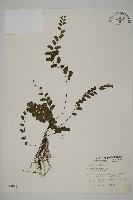 半月形鐵線蕨藏品圖，第1張