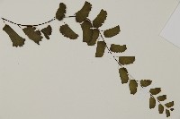 半月形鐵線蕨藏品圖，第4張