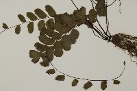 半月形鐵線蕨藏品圖，第5張