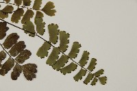 翅柄鐵線蕨藏品圖，第4張