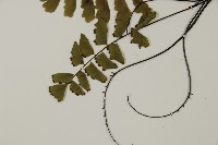 翅柄鐵線蕨藏品圖，第5張