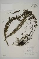 馬來鐵線蕨藏品圖，第1張