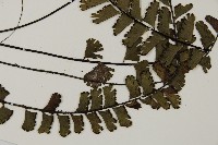 馬來鐵線蕨藏品圖，第3張