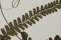 馬來鐵線蕨藏品圖，第4張