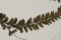 馬來鐵線蕨藏品圖，第5張