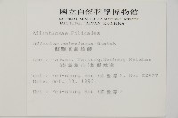 馬來鐵線蕨藏品圖，第5張