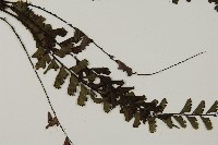 馬來鐵線蕨藏品圖，第6張