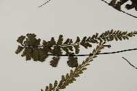 馬來鐵線蕨藏品圖，第7張