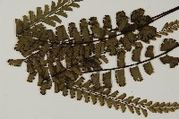 馬來鐵線蕨藏品圖，第8張