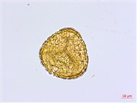 馬來鐵線蕨藏品圖，第2張