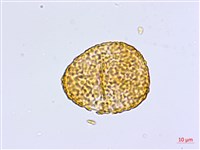 馬來鐵線蕨藏品圖，第3張