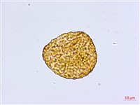 馬來鐵線蕨藏品圖，第4張