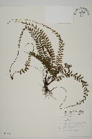 鞭葉鐵線蕨藏品圖，第1張