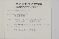 鞭葉鐵線蕨藏品圖，第2張