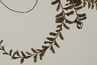 鞭葉鐵線蕨藏品圖，第3張