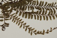 鞭葉鐵線蕨藏品圖，第4張