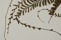 鞭葉鐵線蕨藏品圖，第5張