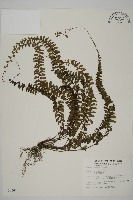 鞭葉鐵線蕨藏品圖，第1張
