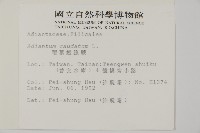 鞭葉鐵線蕨藏品圖，第2張