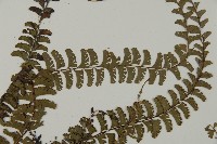 鞭葉鐵線蕨藏品圖，第4張