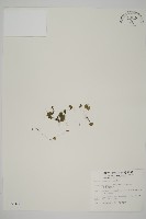 團羽鐵線蕨、團葉鐵線蕨、對葉鐵線蕨藏品圖，第1張