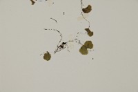 團羽鐵線蕨、團葉鐵線蕨、對葉鐵線蕨藏品圖，第3張