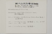 團羽鐵線蕨、團葉鐵線蕨、對葉鐵線蕨藏品圖，第2張