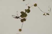 團羽鐵線蕨、團葉鐵線蕨、對葉鐵線蕨藏品圖，第3張