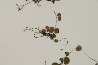 團羽鐵線蕨、團葉鐵線蕨、對葉鐵線蕨藏品圖，第4張