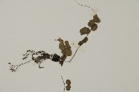 團羽鐵線蕨、團葉鐵線蕨、對葉鐵線蕨藏品圖，第5張