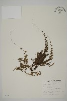 愛氏鐵線蕨藏品圖，第1張