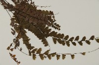 愛氏鐵線蕨藏品圖，第3張