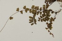 愛氏鐵線蕨藏品圖，第4張