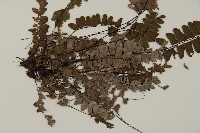 愛氏鐵線蕨藏品圖，第3張