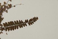 愛氏鐵線蕨藏品圖，第4張