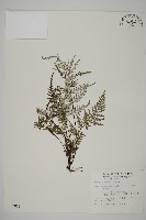 粉葉蕨藏品圖，第1張