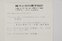 粉葉蕨藏品圖，第2張