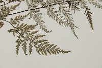 粉葉蕨藏品圖，第3張