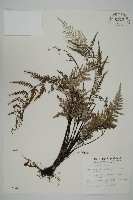 粉葉蕨藏品圖，第1張