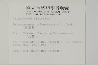 粉葉蕨藏品圖，第2張