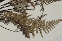 粉葉蕨藏品圖，第3張