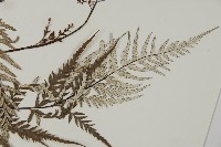 粉葉蕨藏品圖，第4張