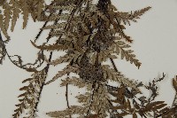 粉葉蕨藏品圖，第5張