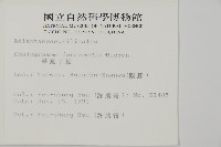 華鳳丫蕨藏品圖，第2張