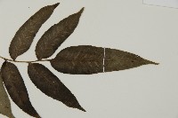 華鳳丫蕨藏品圖，第3張