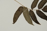 華鳳丫蕨藏品圖，第4張