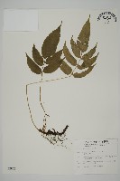 華鳳丫蕨藏品圖，第1張
