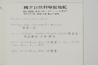 華鳳丫蕨藏品圖，第2張