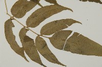 華鳳丫蕨藏品圖，第3張