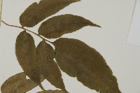 華鳳丫蕨藏品圖，第4張